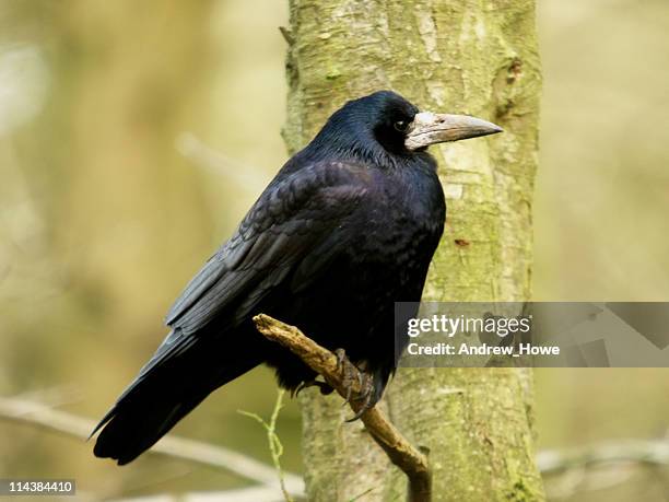 Wierd Rook Rook (Bird) Photos and Premium High Res Pictures - Getty Images