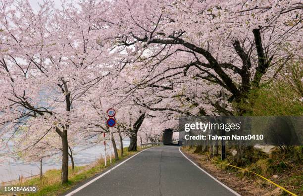 cherry tunnel - préfecture de shiga photos et images de collection
