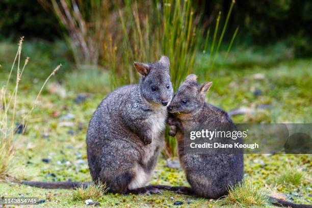 side view of pademelon wallaby baby with her mum sitting on a grassy field in tasmania in autumn. the baby has her nose nuzzled not there mums neck. there are tufts of long grass behind them. - tasmanian pademelon stock pictures, royalty-free photos & images