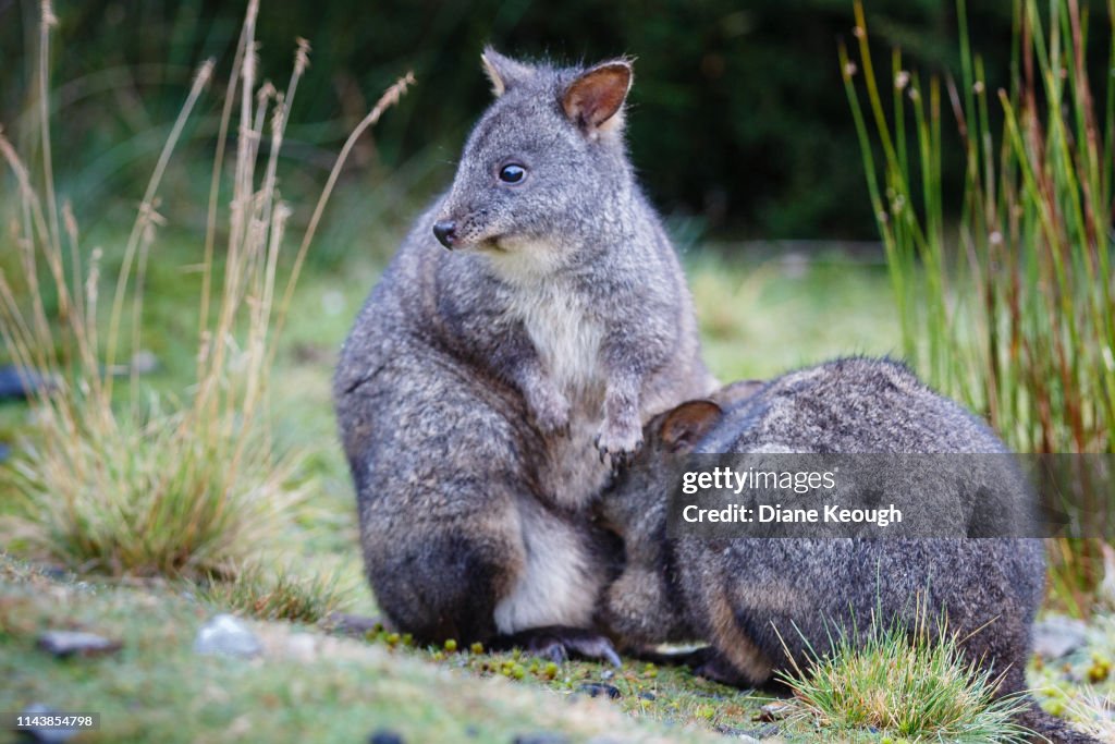 Pademelon wallaby baby feeding from her mum whilst sitting on a grassy field in Tasmania in autumn. There are tufts of long grass behind them.