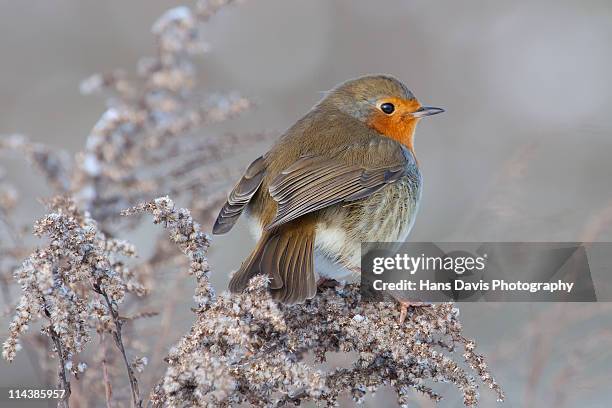 robin in winter - robin fotografías e imágenes de stock