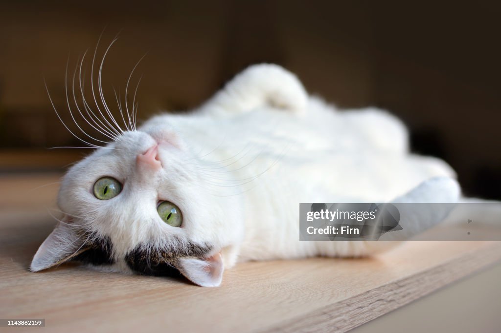 Tabby white cat with green eyes and pink nose lying upside down on back on wooden floor, looking at camera