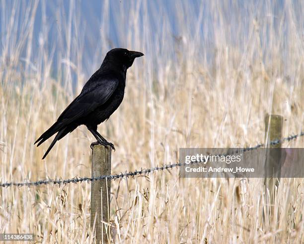 Crow Sample Crow Uk Photos and Premium High Res Pictures - Getty Images