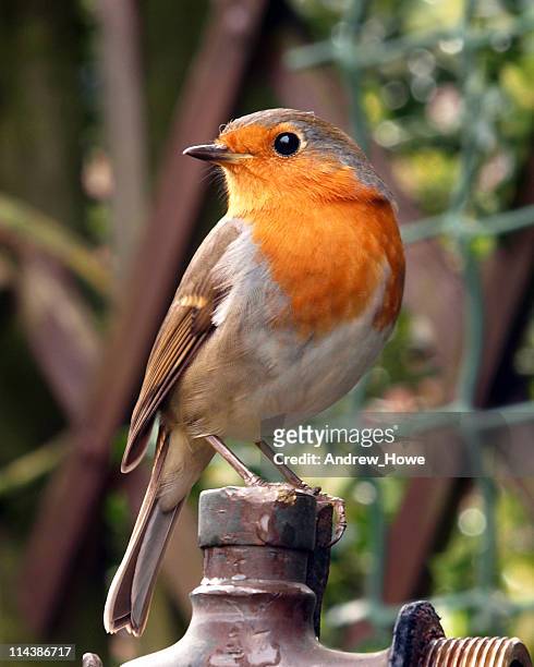 robin (erithacus rubecula) - robin stock pictures, royalty-free photos & images