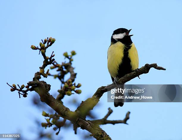 great tit (parus major) singing - animal call bildbanksfoton och bilder