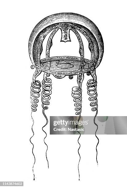 jellyfish - lions mane jellyfish stock illustrations