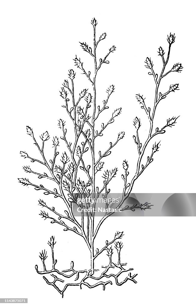 Cordylophora caspia (or freshwater hydroid)