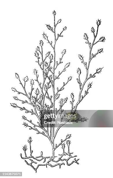 cordylophora caspia (or freshwater hydroid) - common starfish stock illustrations
