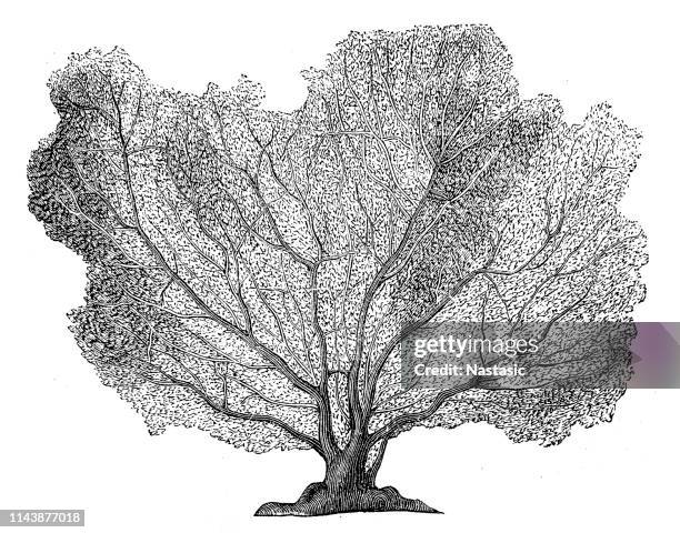 gorgonia flabellum, auch bekannt als venus-fan, venus-fan, gewöhnlicher meeresfan, westindischer meeresfan, und lila gorgonische seefahrt - brain tumour stock-grafiken, -clipart, -cartoons und -symbole