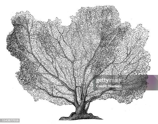 stockillustraties, clipart, cartoons en iconen met gorgonia flabellum, ook bekend als de venus fan, venus sea fan, common sea fan, west indian sea fan, en purple gorgonian seafan - neteldier