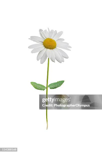 isolated white daisy - single flower stock pictures, royalty-free photos & images