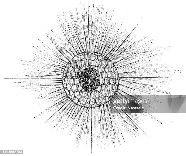 radiolarians ,heliosphaera actinota - radiolaria stock illustrations