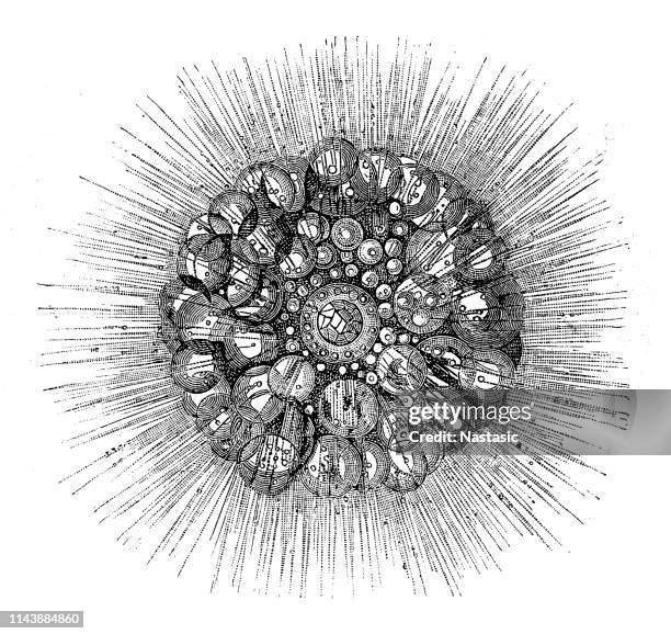 radiolarians ,pelagic thalassicolla - radiolaria stock illustrations