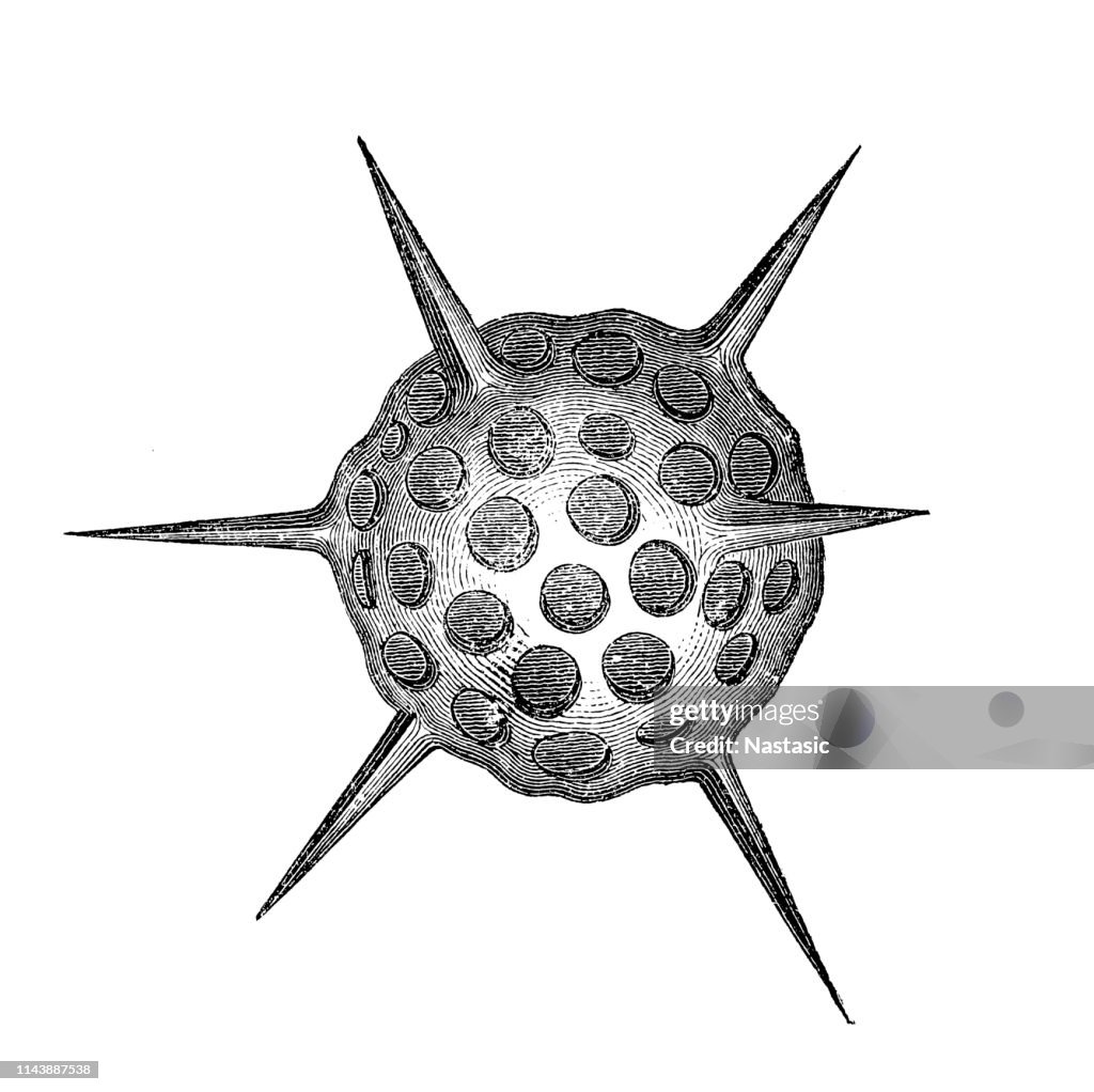 Radiolarians ,Haliomma echinaster