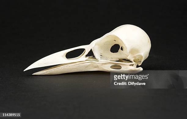 5,068 Animal Skull Photos and Premium High Res Pictures - Getty Images