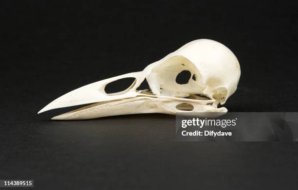 5,068 Animal Skull Photos and Premium High Res Pictures - Getty Images 5,068 Animal Skull Photos and Premium High Res Pictures - Getty Images