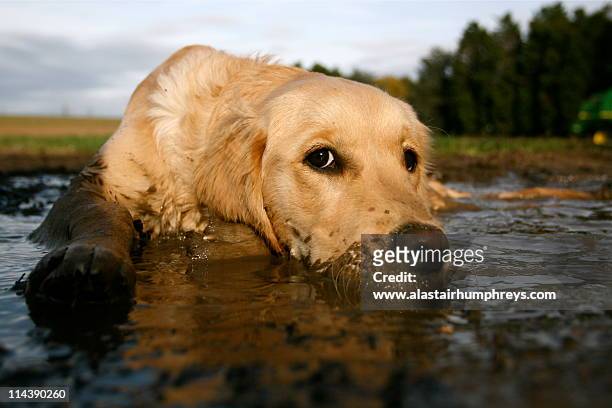 dog lying in puddle - mud stock pictures, royalty-free photos & images