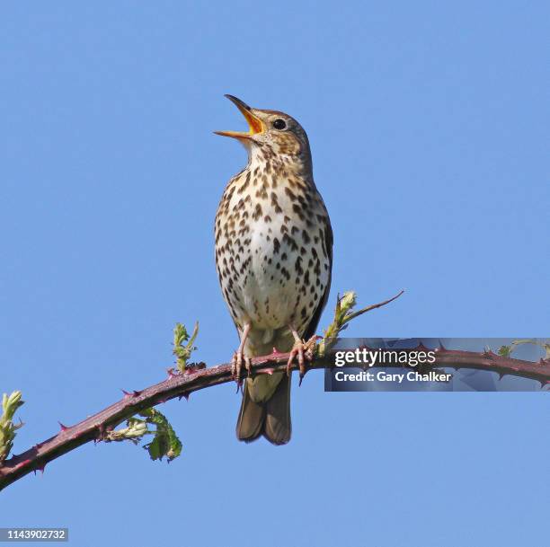 song thrush [turdus philomelos] - bird singing stock pictures, royalty-free photos & images