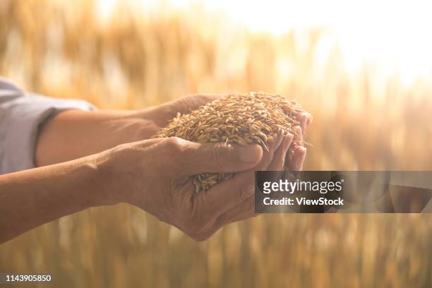 the old farmer with rice - harvesting rice stock pictures, royalty-free photos & images