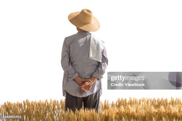 farmers in view of wheat crop - hands behind back stock photos et images de collection