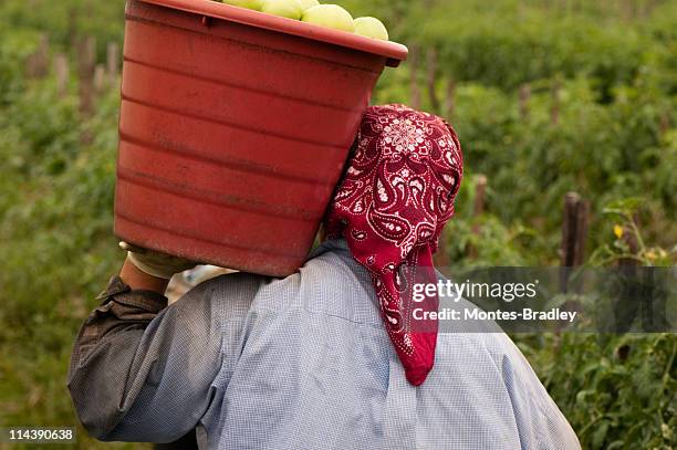 person from behind carrying bucket of tomatoes on shoulder - costa rica women stockfoto's en -beelden