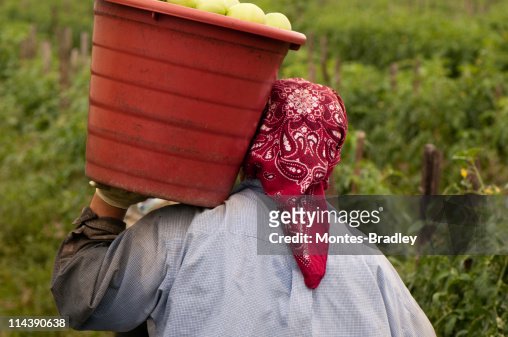 Person from behind carrying bucket of tomatoes on shoulder