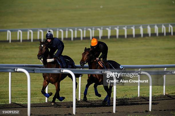 Carlton House ridden by work rider John Nolan , owned by The Queen and favourite for the Epsom Derby in June gallop up Warren Hill behind a lead...