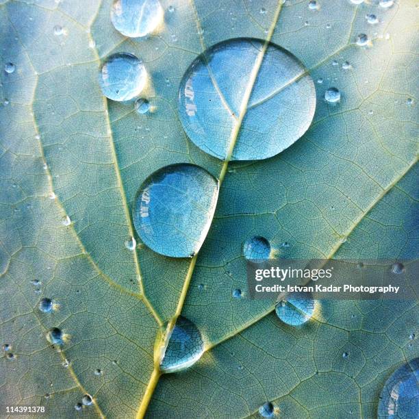 dew drop falls - reinheit stock-fotos und bilder