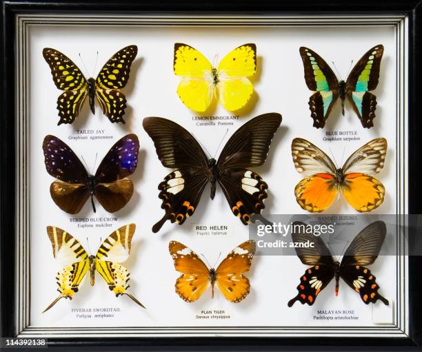 a display of nine different butterflies - collection stock pictures, royalty-free photos & images