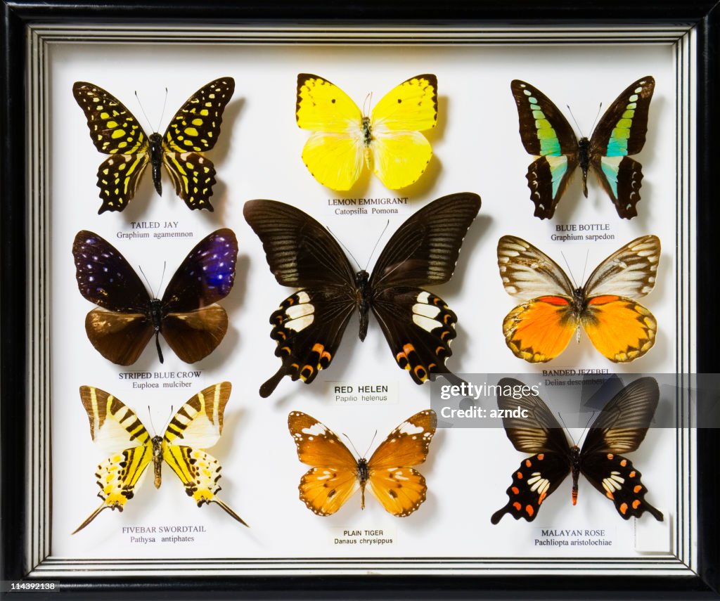 Coleção de Borboleta