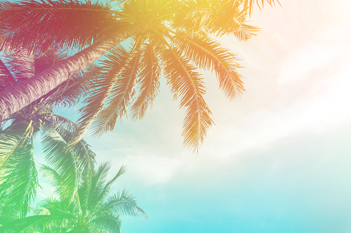 Tropical palm tree with colorful bokeh sun light on sunset sky cloud abstract background. Summer vacation and nature travel adventure concept. Vintage tone filter effect color style. 1143925397