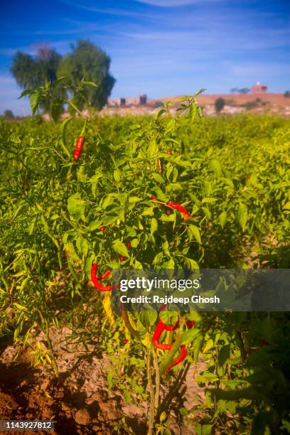 Mathaniya 38 Mathania Stock Photos, High-Res Pictures, and Images - Getty Images