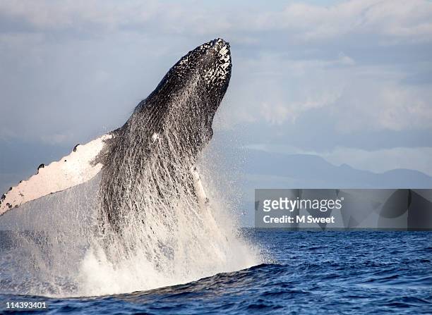 breaching humpback whale - océano pacífico fotografías e imágenes de stock