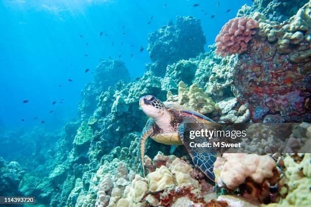 turtle reef - great barrier reef ストックフォトと画像