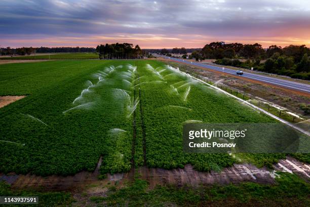 vegetables irrigation - margaret river australia stock pictures, royalty-free photos & images