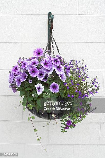 hanging basket of flowers on white wall - lobelia stock pictures, royalty-free photos & images