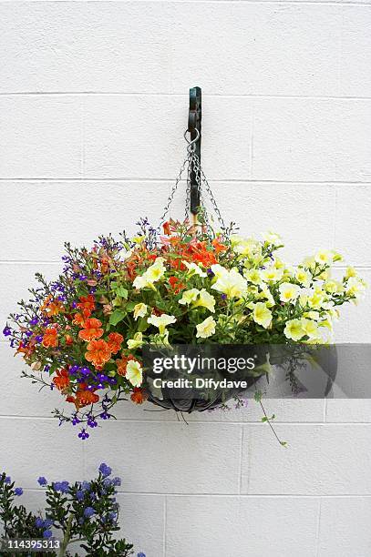 suspension florale de fleurs sur blanc mur - hanging in garden photos et images de collection