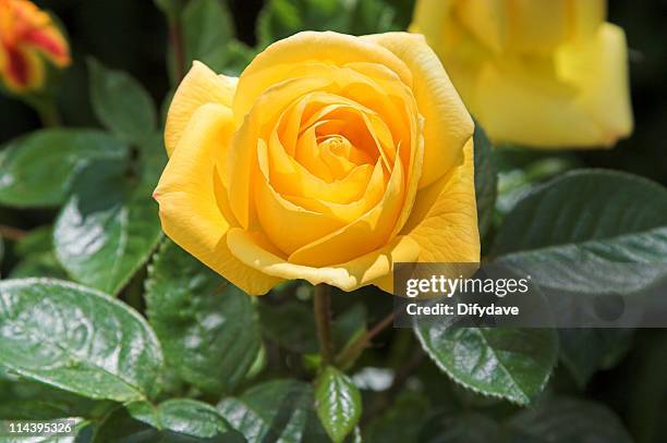 yellow rose flower in bloom on rose plant - yellow rose stock pictures, royalty-free photos & images