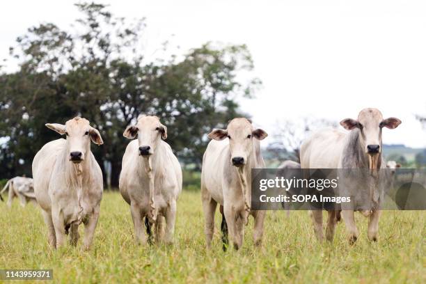 Nelore cattle seen on a farm in Brazil. These are mainly kept for beef. Livestock farming has a great relevance in Brazilian exports, in addition to...