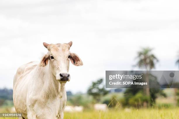 Nelore cattle seen on a farm. Livestock farming has a great relevance in Brazilian exports, in addition to supplying the domestic market. It is an...