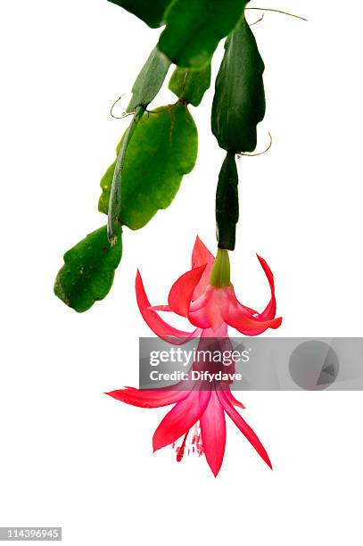 サボテンフラワー schlumbergera - christmas cactus ストックフォトと画像