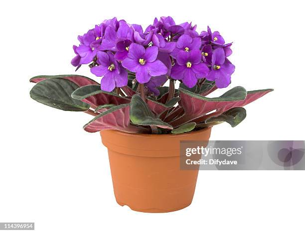 african violet flower in pot - saintpaulia stock pictures, royalty-free photos & images