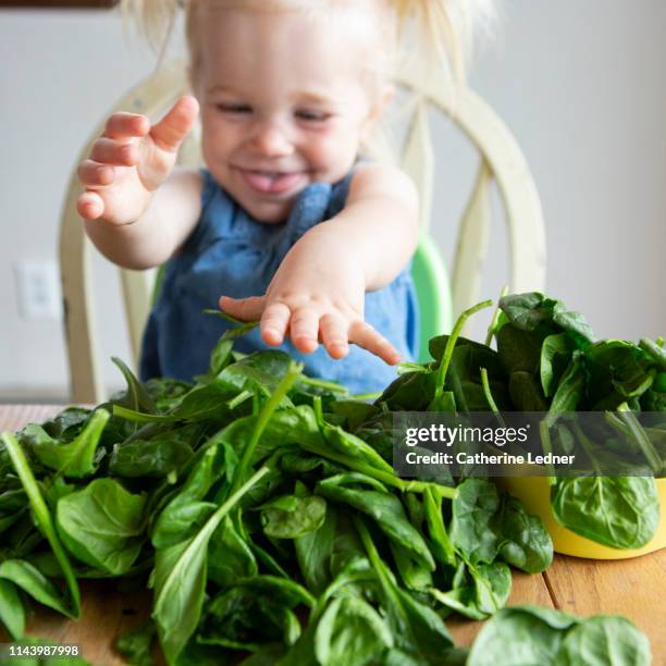 toddler laughing while playing with pile of fresh spinach leaves on kitchen table - fresh baby spinach stock pictures, royalty-free photos & images