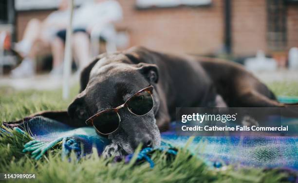 dog sunbathing - bronzage humour photos et images de collection