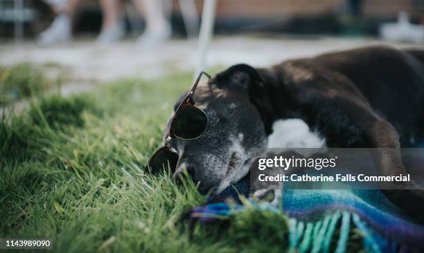 dog sunbathing - dog heatwave stock pictures, royalty-free photos & images