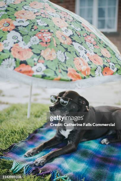 dog sunbathing - dog heatwave stock pictures, royalty-free photos & images