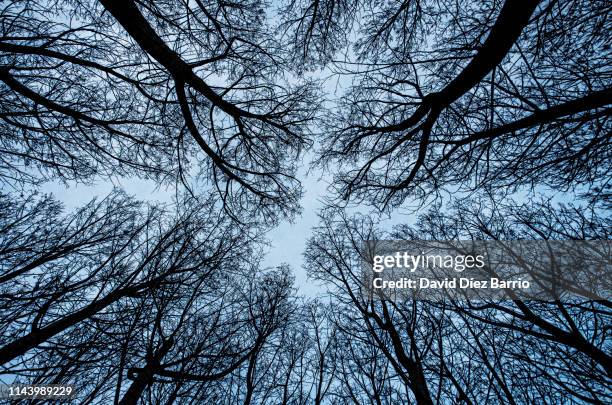 view from below the lush forest of poplars - leaf vein stock pictures, royalty-free photos & images