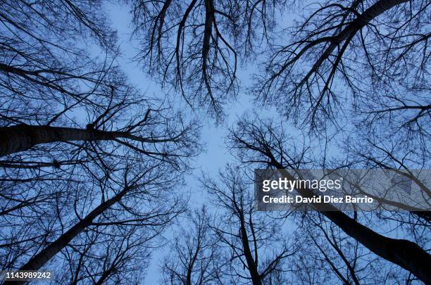 view from below the lush forest of poplars - poplar tree imagens e fotografias de stock
