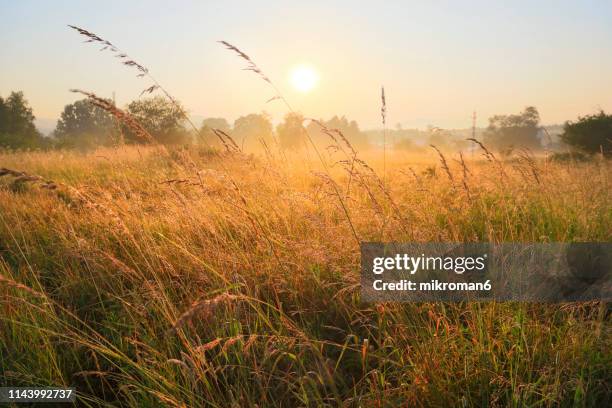 beautiful sunrise on foggy day - summer grass stock pictures, royalty-free photos & images