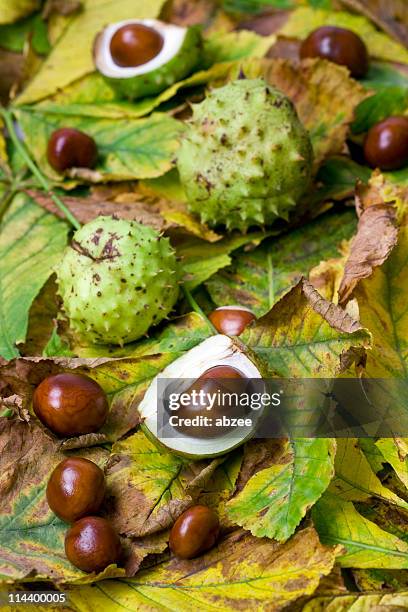 conkers and chestnut leaves - horse chestnut stock pictures, royalty-free photos & images